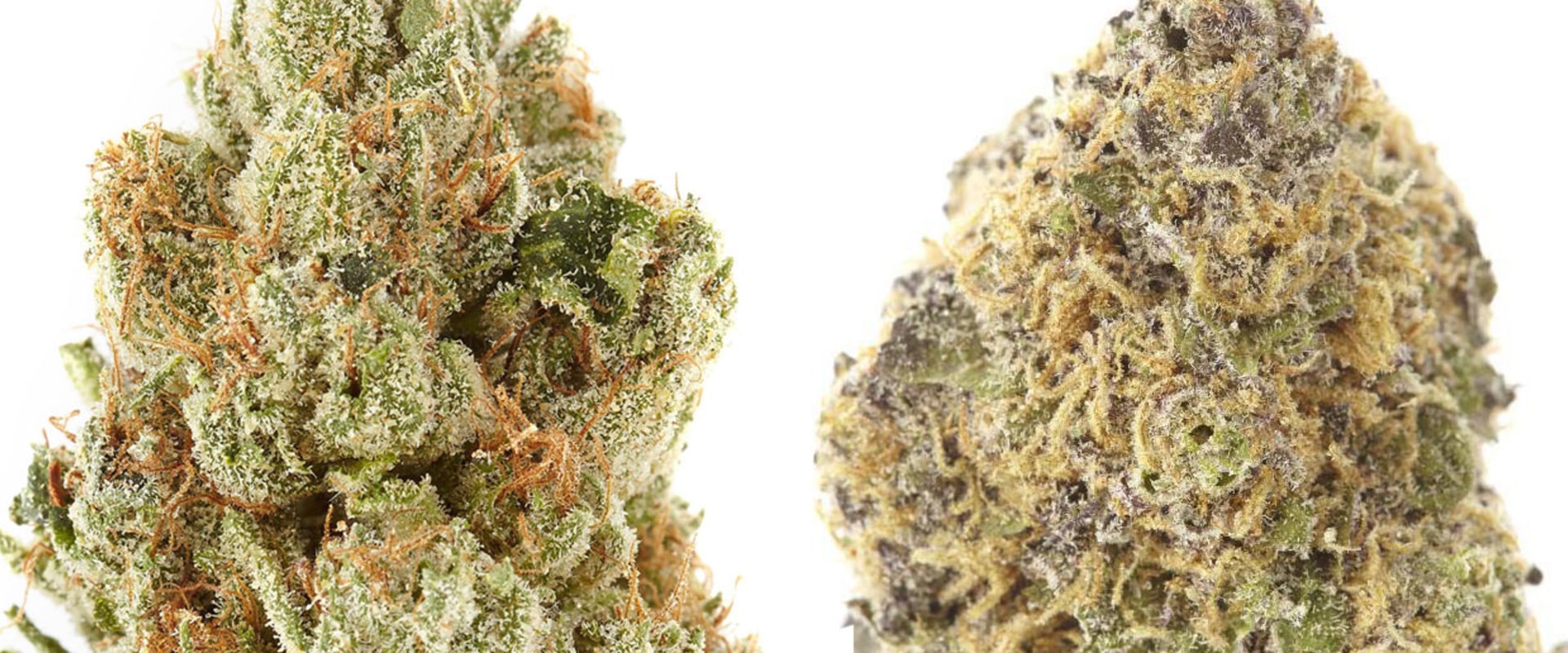 Does sativa or indica really make a difference?