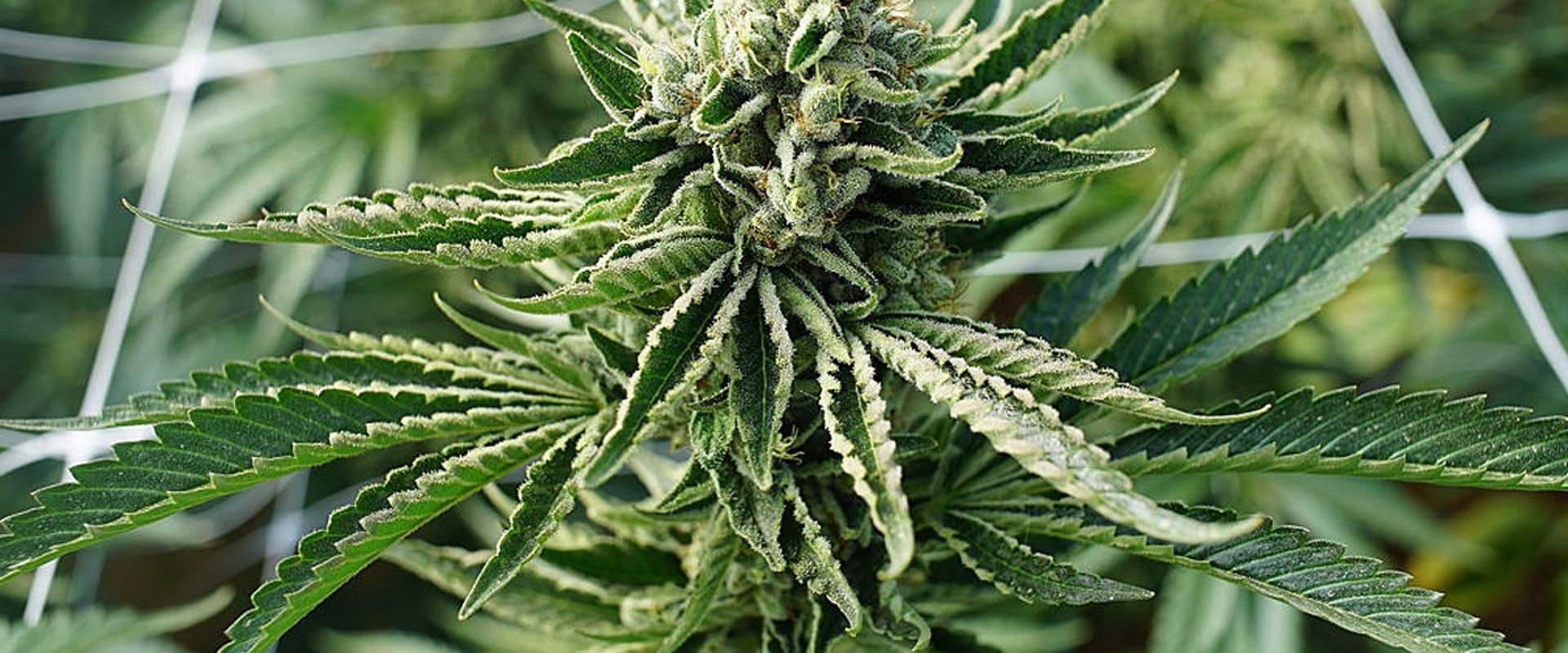 How do you know when sativa is done flowering?